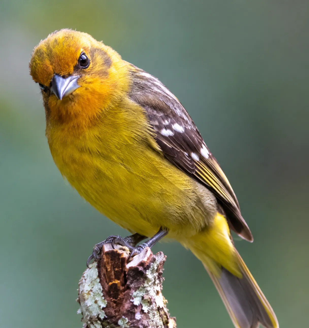 Flame-colored Tanager