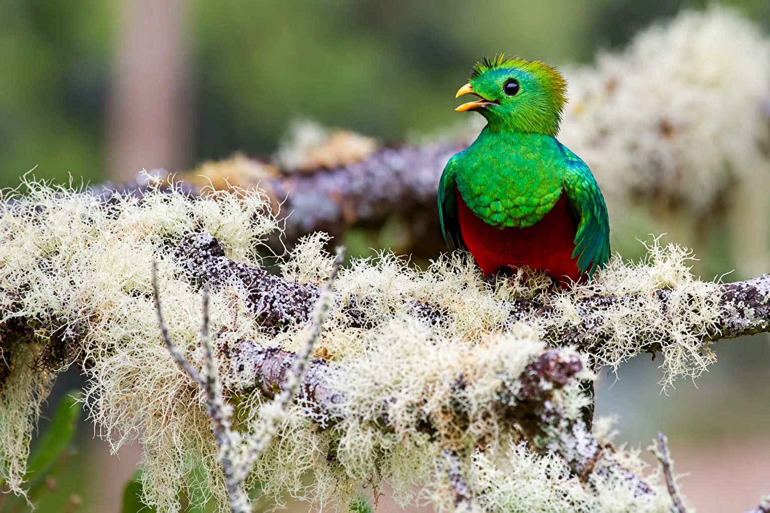 A Resplendent Quetzal perched on a moss-covered branch